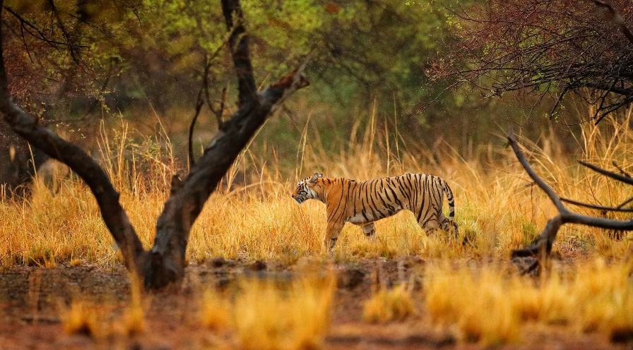 GT Tour with Ranthambore