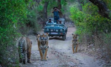 Ranthambore safari Trip